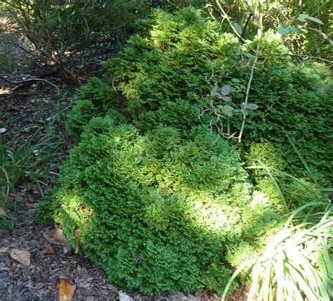 Thuja occidentalis ''Hetz Midget'' | Hetz Midget Arborvitae | Green Barn Garden Center