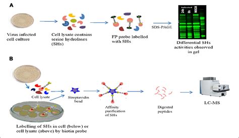 Figure 1 From Activity Based Protein Profiling To Detect Serine