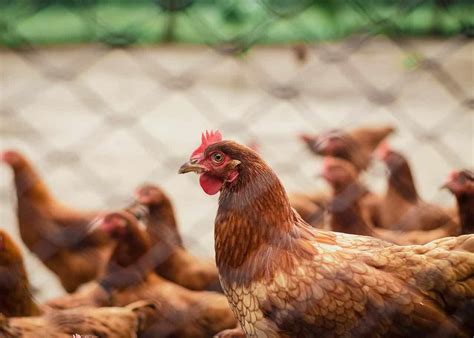 Fencing For Chickens How To Pick The Right Fences