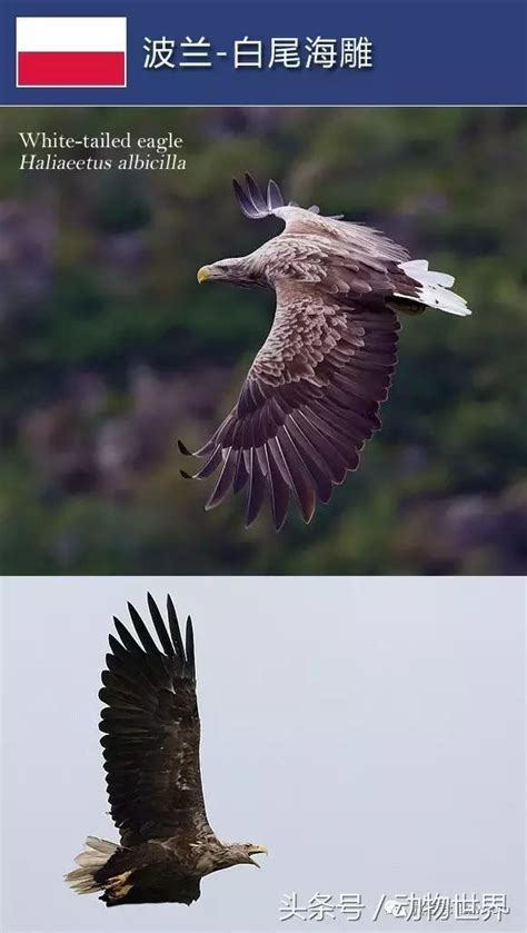 世界各國的國鳥 歐洲部分 每日頭條