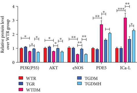 Hklk Could Activate Pi K Akt Enos Signaling In The Corpus Cavernosum