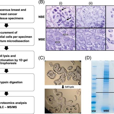 A Shotgun Proteomics Workflow For The Analysis Of Epithelial Cells