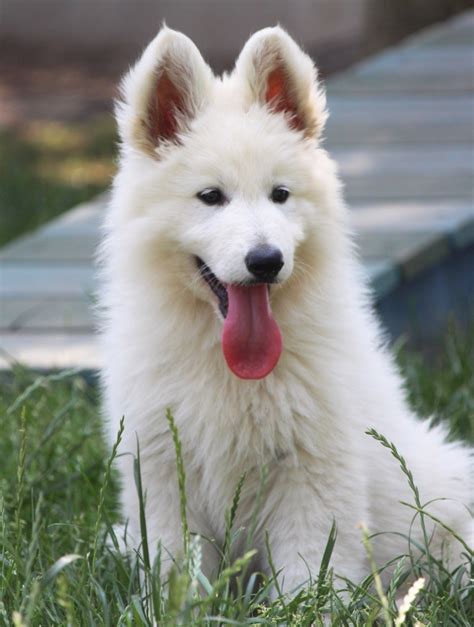 Elevage des vents d océan eleveur de chiens Berger Blanc Suisse