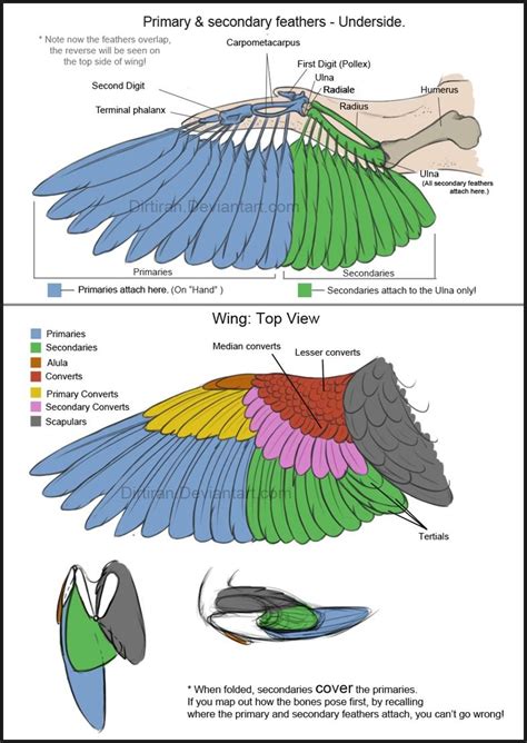 Bird Wing Anatomy Wings Drawing Wing Anatomy Bird Drawings