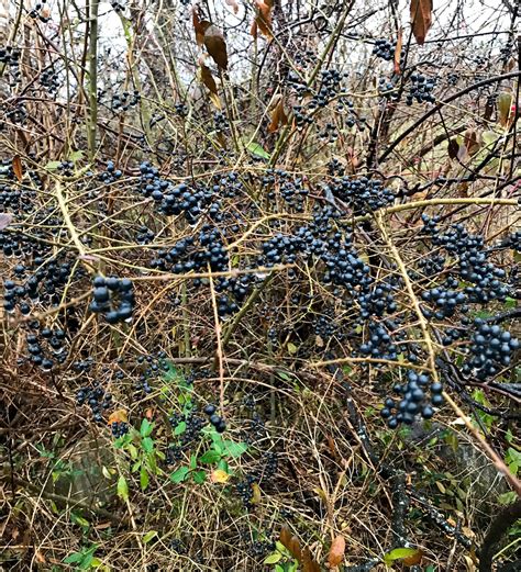 Robins Are Unwitting Enablers Of Wildly Invasive Chinese Privet Shrub