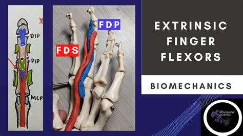 EXTRINSIC FINGER FLEXORS HAND COMPLEX BIOMECHANICS Physiotherapy