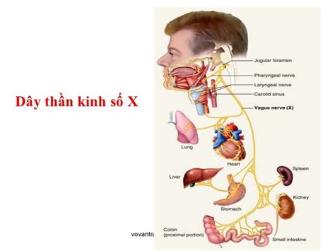 Rất Hay Các dây thần kinh sọ Vị trí cấu tạo và chức năng