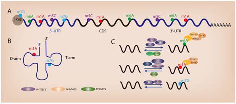 Different Types Of Rna Modifications And Their Distribution A Rna