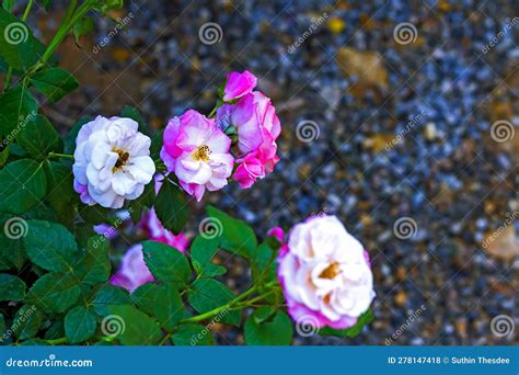 Pink Rose Blooming Stock Photo Image Of Closeup Life 278147418