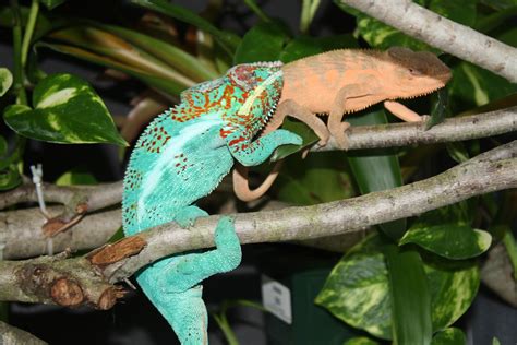 Panther Chameleon Breeding Mating Much Ado About Chameleons