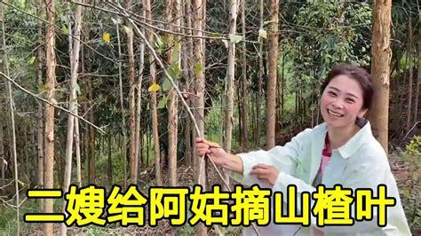 过中秋了二嫂给阿姑摘山楂叶也不忘给阿姑带盐焗鸡吃 YouTube