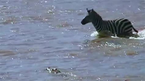 Zebra Gets Swarmed And Eaten Alive By Crocodiles Scrolller