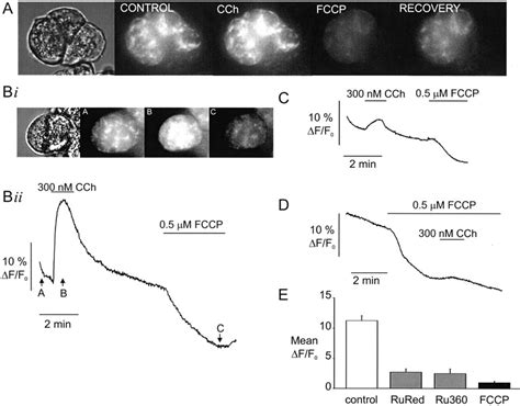 Cch Increases Nadh Autofluorescence Indicative Of Enhanced