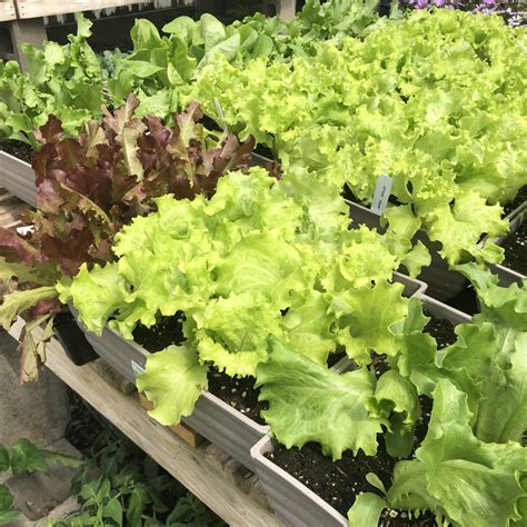 Gourmet Lettuce Bowls Veggies › Anything Grows