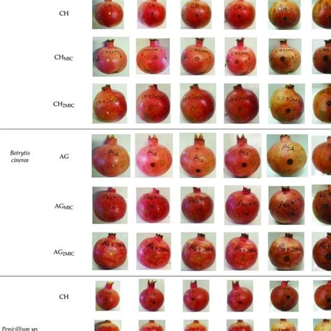 Decay Severity Of Coated Wonderful Pomegranate Inoculated With