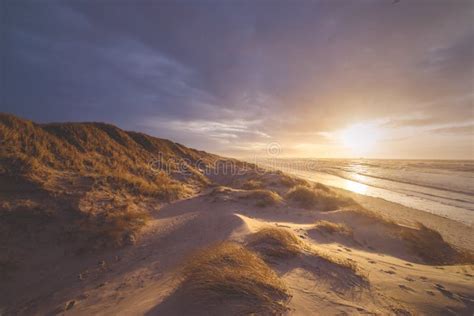 Golden North Sea Coastline in Denmark Stock Image - Image of dunes, landscape: 144938059