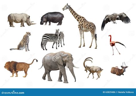 123787 African Animals Photos Free And Royalty Free Stock Photos From