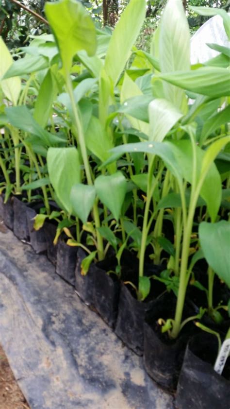 Tissue Culture Banana Planting Guide පටක රෝපිත කෙසෙල් වගාව Greengrow Agriculture Private Limited