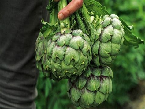 How To Grow Artichokes A Complete Guide