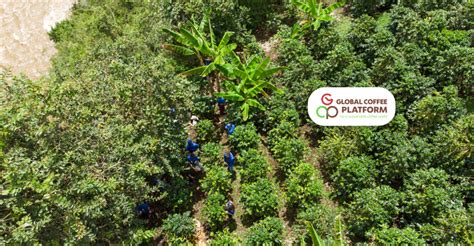 Nkg Verified Recognized As Equivalent To The Coffee Sustainability