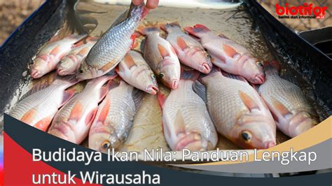 Budidaya Ikan Nila Panduan Lengkap Untuk Wirausaha