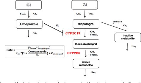 Figure From A Pharmacokinetic Model Of Drug Drug Interaction Between