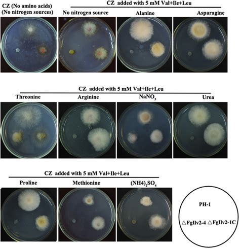 Growth Of Fgilv Using Different Nitrogen Sources Mycelial