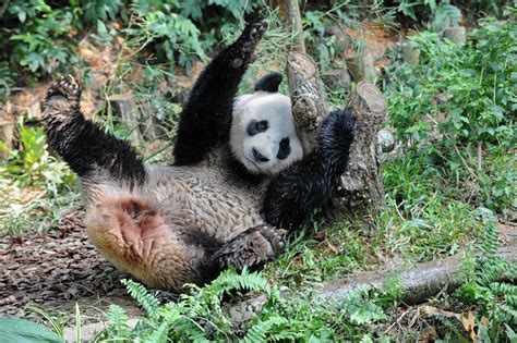 11 Panda Facts That Are Really Just An Excuse To Look At Some Pandas