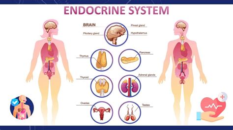 Understanding The Endocrine System Hormones And Their Functions