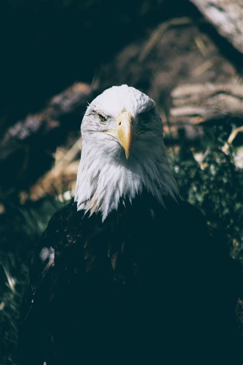 Hd Wallpaper Macro Shot Photography Of Bald Eagle Selective Focus