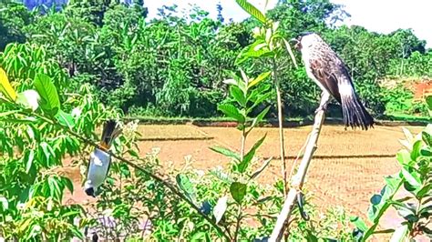 Suara Pikat Burung KUTILANG GACOR Manggil Lawan Sampai Kena Jebakan