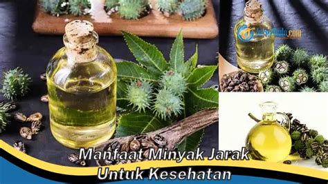 Ketahui 8 Manfaat Minyak Jarak Untuk Kesehatan Yang Bikin Kamu