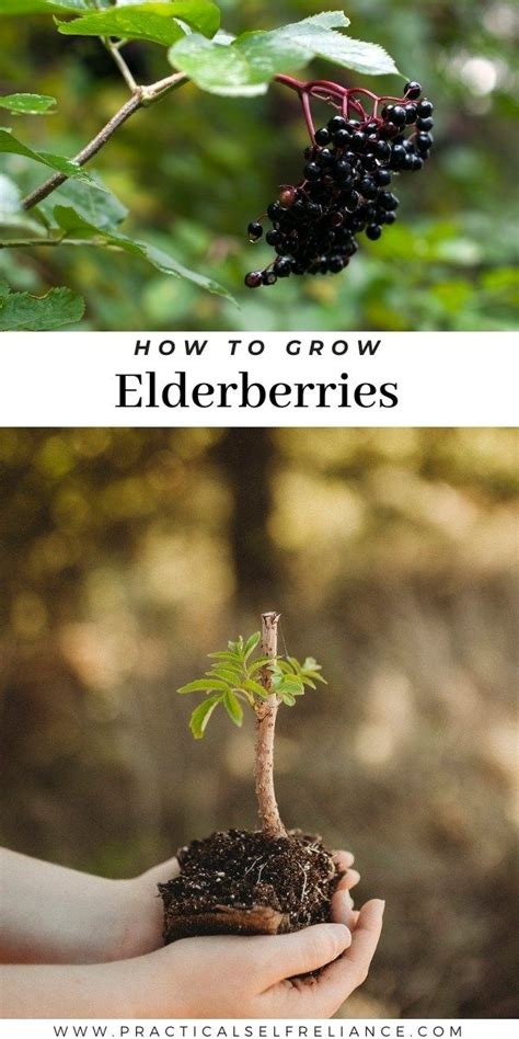 How To Grow Elderberries Artofit