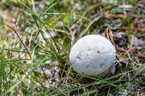 Small White Mushroom Lycoperdon Puffball Close Up Grows In The Grass In