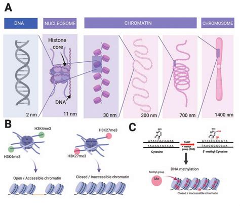 Teaching Epigenetic Regulation Of Gene Expression Is Critical In 21st