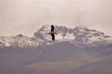 Bolivia Perdió Casi Ocho Millones De Hectáreas De Bosques Y Más De La