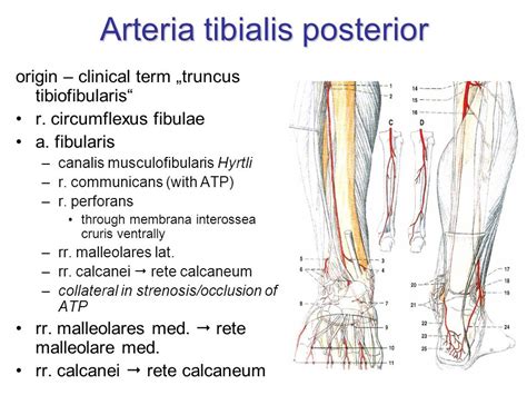 Angiogramm Der Arteria Tibialis Posterior
