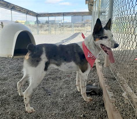 Adopt A Pet From The Lassen County Animal Shelter Hopper