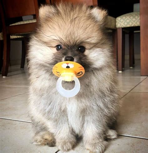 15 Absolutely Hilarious Pomeranian Dog Pictures Page 3 Of 5 The Dogman