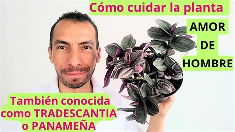 Gu A Completa De Cuidados Para La Planta Amor De Hombre Consejos