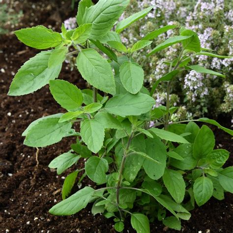 Holy Basil Seed Ocimum Tenuiflorum