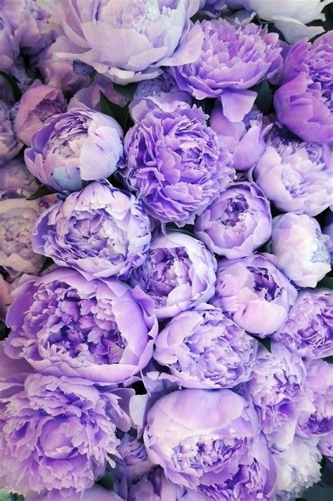 Lavender Peonies Beautiful Flowers Flowers Pretty Flowers