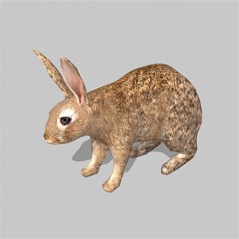 3D Model Rabbit Bunny VR AR Low Poly CGTrader