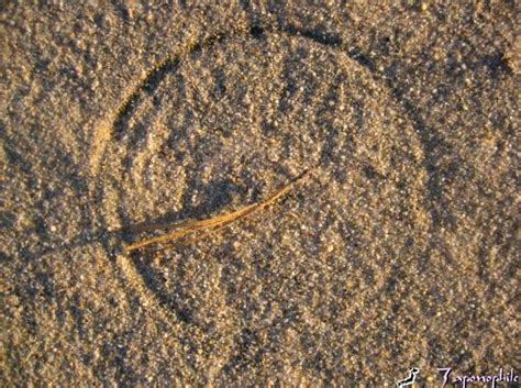 LAND MANAGEMENT — Safe Harbor