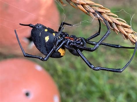 African Hermit Spider from Jardim Guaiuba Guarujá SP Brasil on