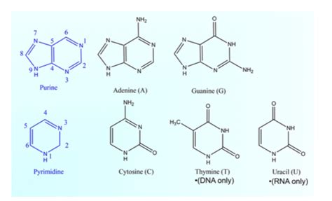 Nucleotides Flashcards Quizlet