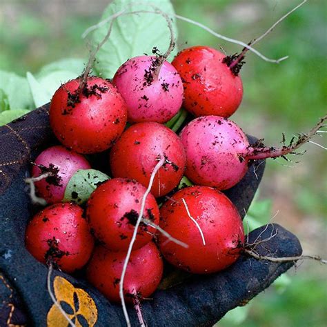 Hạt Giống Củ Cải đỏ Tròn Cherry 1 Gram Ngọt Thanh đậm Vị Trồng