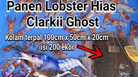 Panen Lobster Hias Air Tawar Lobster Ghost Clarkii YouTube