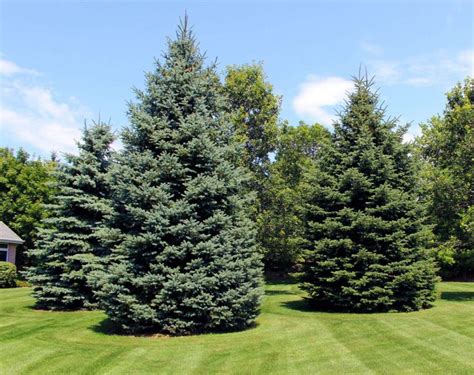 A Visual Guide to Pictures of Evergreen Tree Types