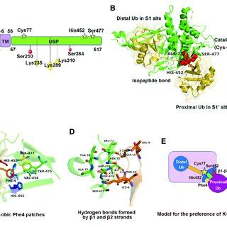 Structure Regulation And Molecular Characteristics Of Usp A